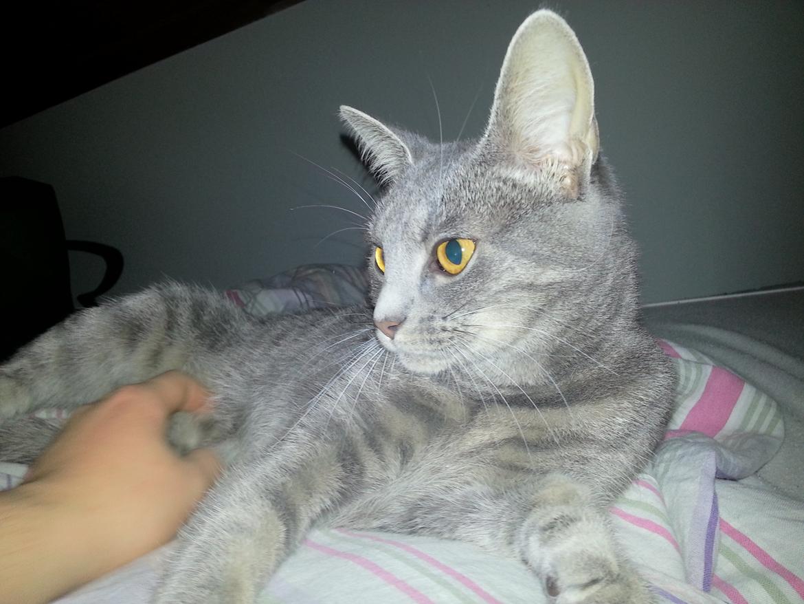 Huskat Oda billede 13