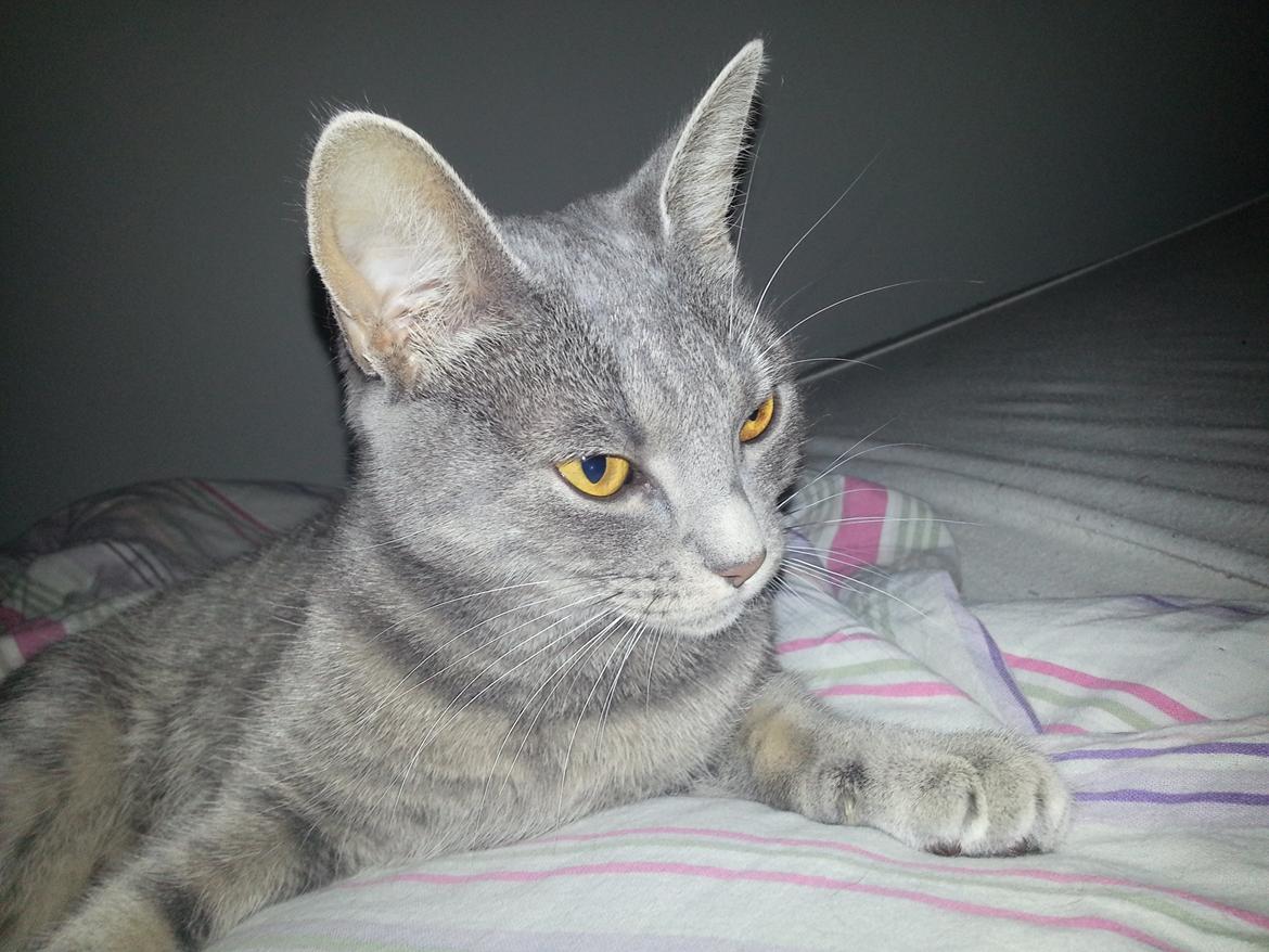 Huskat Oda billede 14