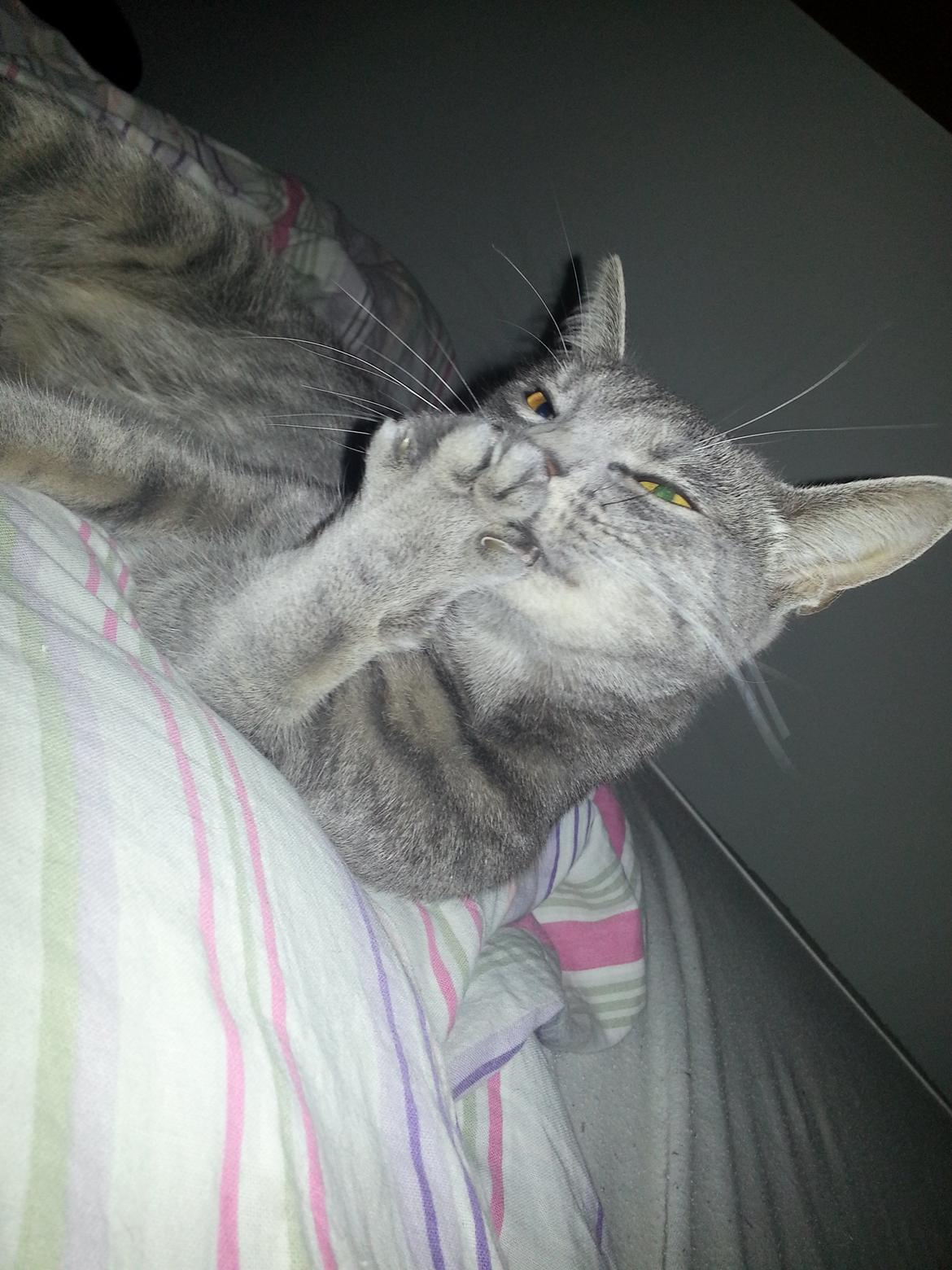 Huskat Oda billede 15