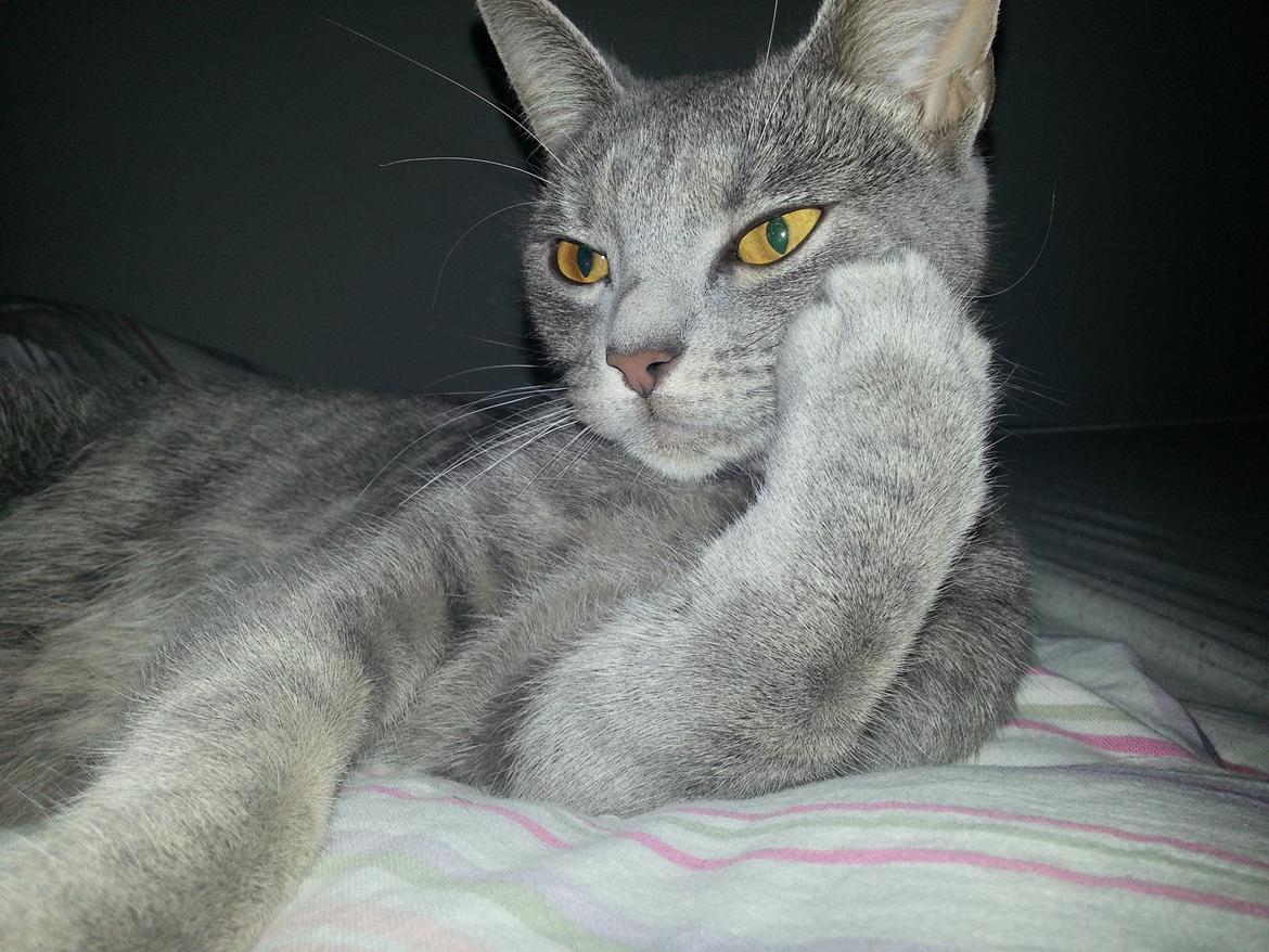 Huskat Oda billede 16