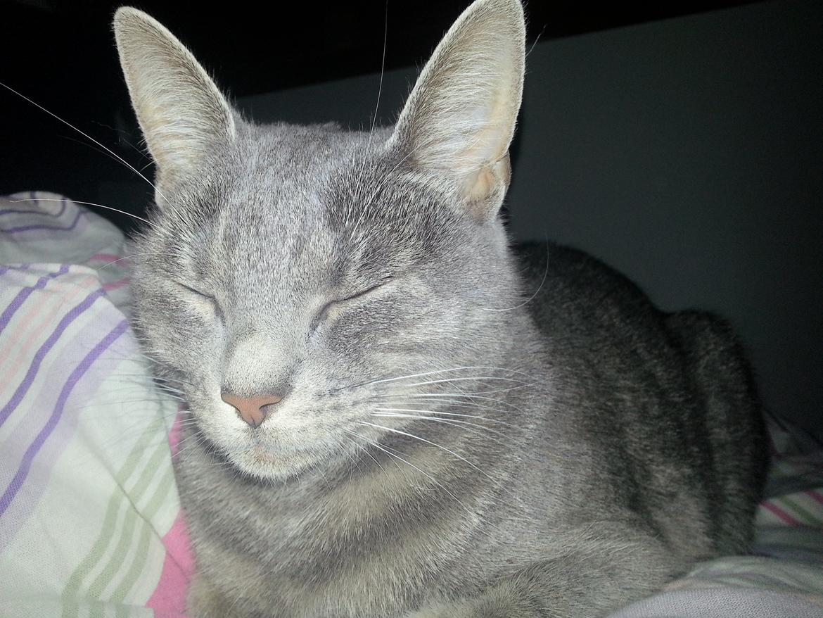 Huskat Oda billede 17