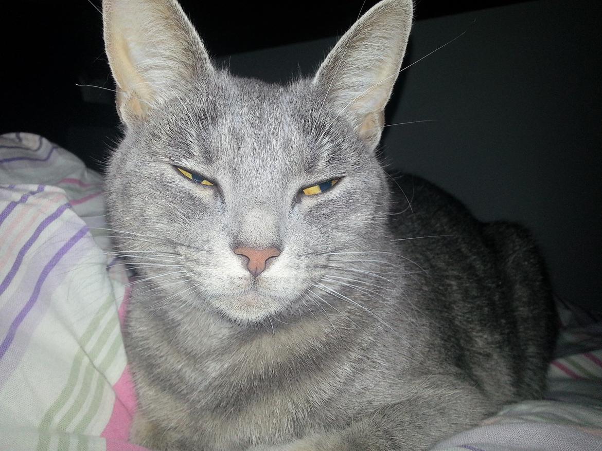 Huskat Oda billede 1