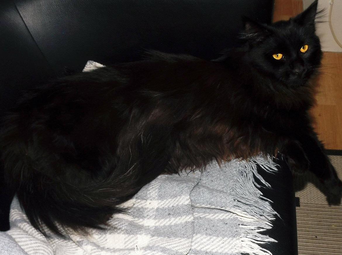 Maine Coon Erling billede 2