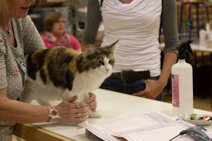 Norsk Skovkat Catci´s Evita - JW billede 2