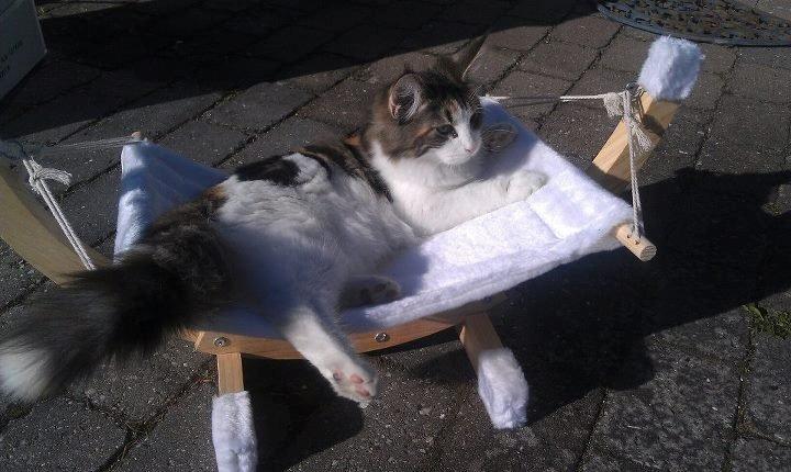 Norsk Skovkat Catci´s Evita - JW billede 3