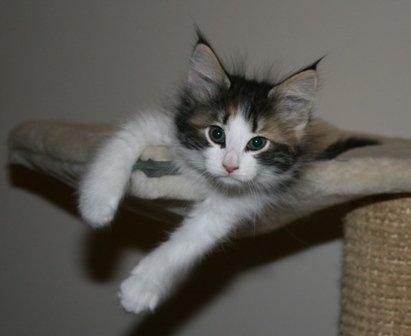 Norsk Skovkat Catci´s Evita - JW billede 4