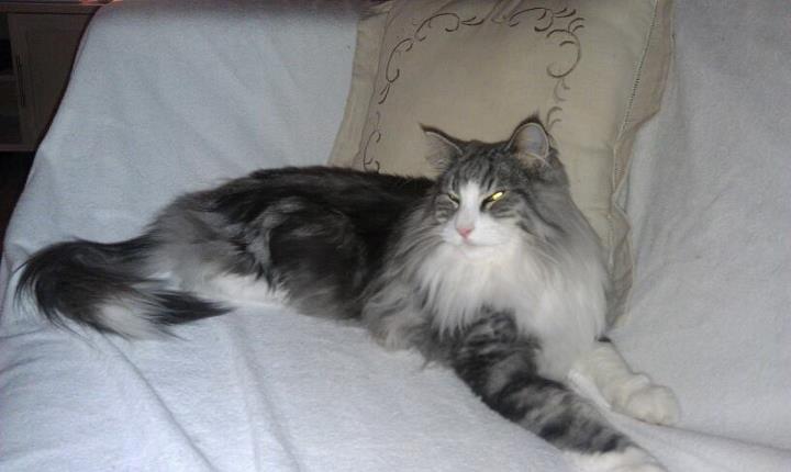 Norsk Skovkat Catci´s Amadeus billede 1