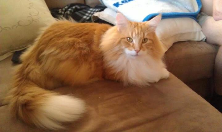 Norsk Skovkat Mars - Drengen er nu 5 år og er blevet kastrat :-) billede 1