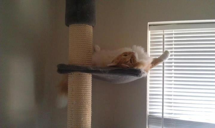 Norsk Skovkat Mars billede 2