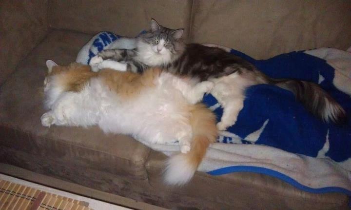 Norsk Skovkat Mars billede 13