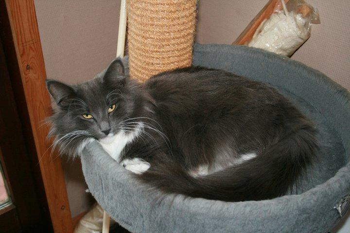 Norsk Skovkat Killix Felina billede 1