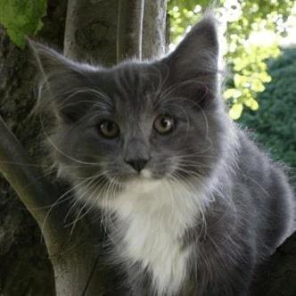 Norsk Skovkat Killix Felina billede 2