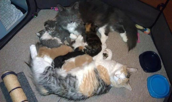 Norsk Skovkat Killix Felina billede 3