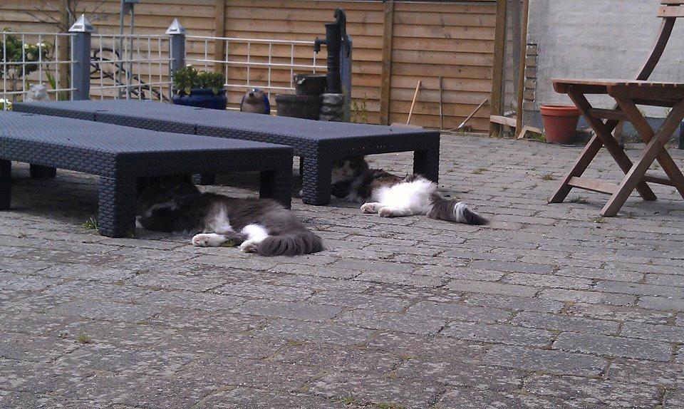 Norsk Skovkat Killix Felina billede 4