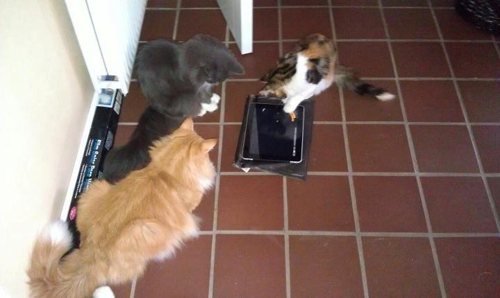 Norsk Skovkat Killix Felina billede 5