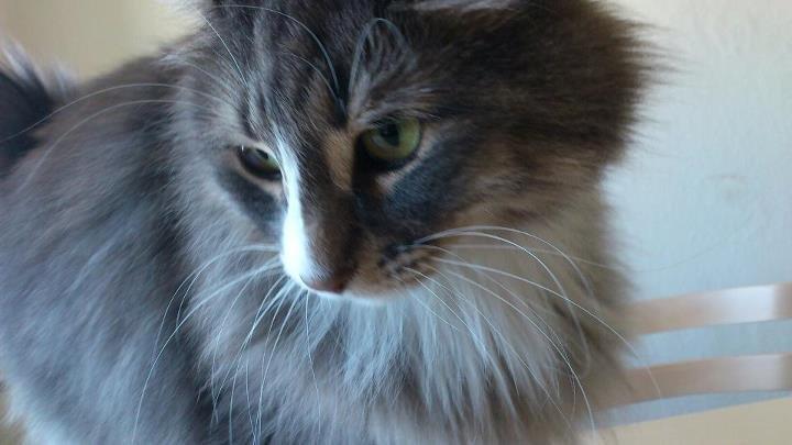 Norsk Skovkat Nova billede 2