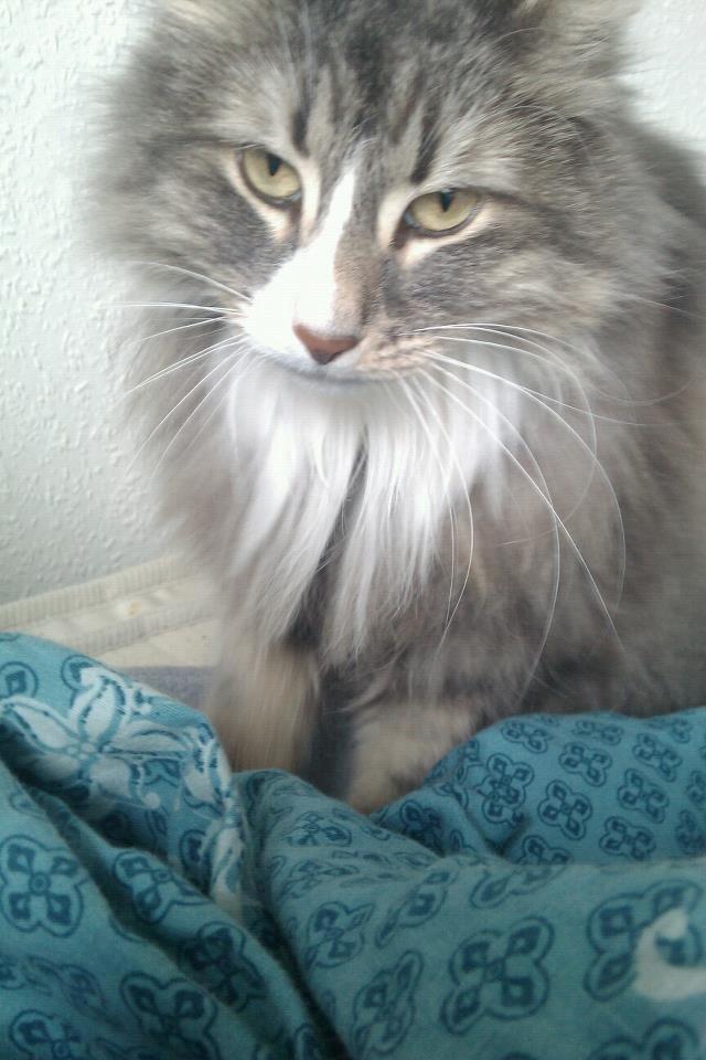 Norsk Skovkat Nova billede 3