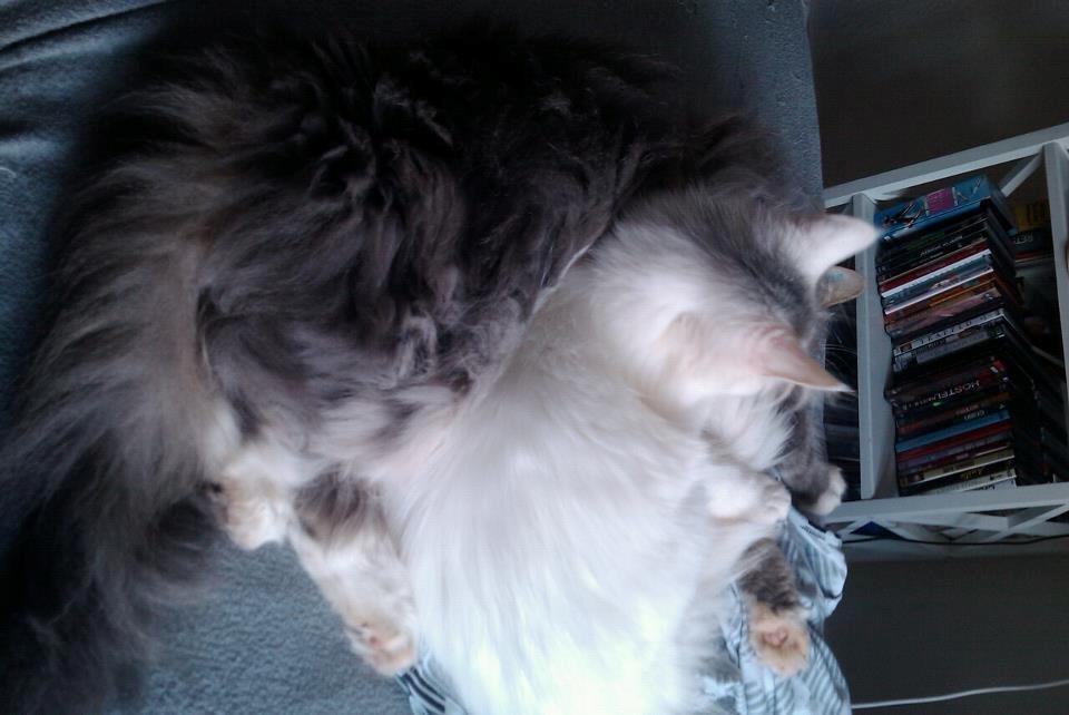 Norsk Skovkat Nova billede 4