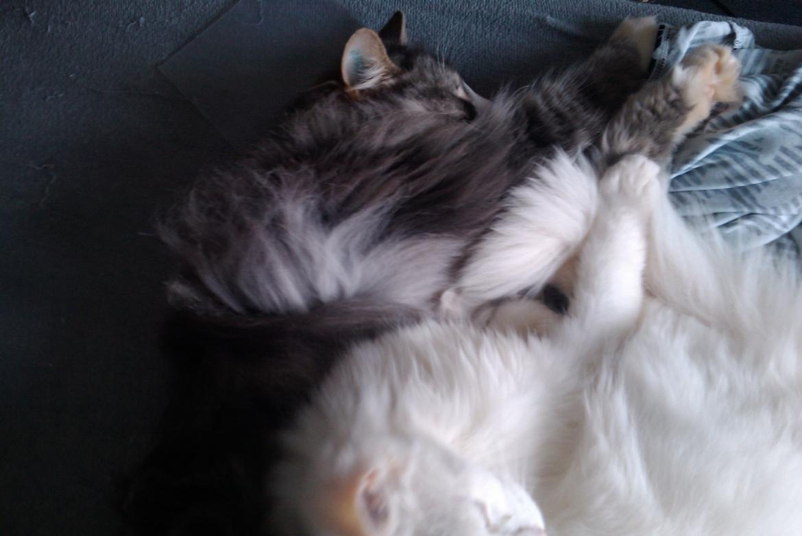 Norsk Skovkat Nova billede 5