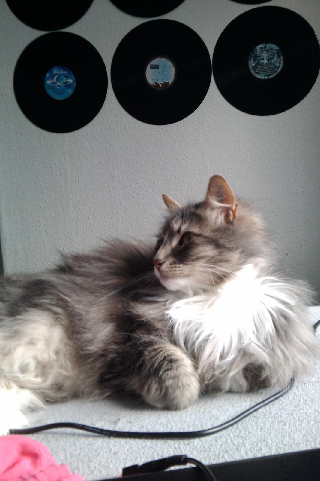 Norsk Skovkat Nova billede 6