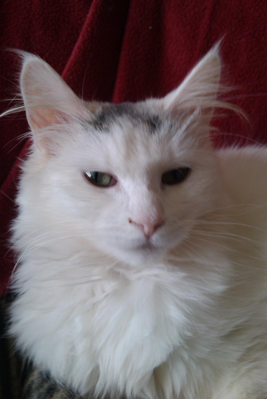 Blanding af racer Idun billede 2