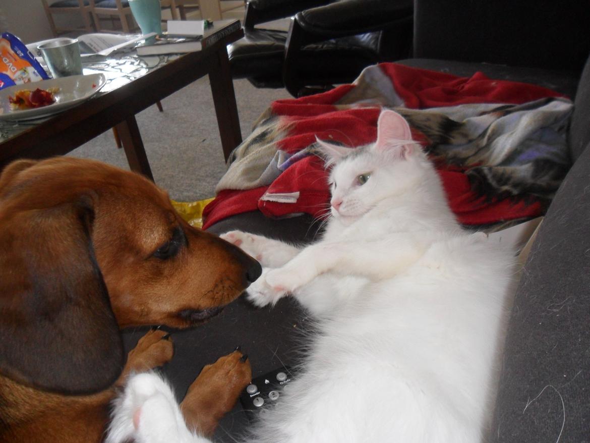 Blanding af racer Idun billede 3