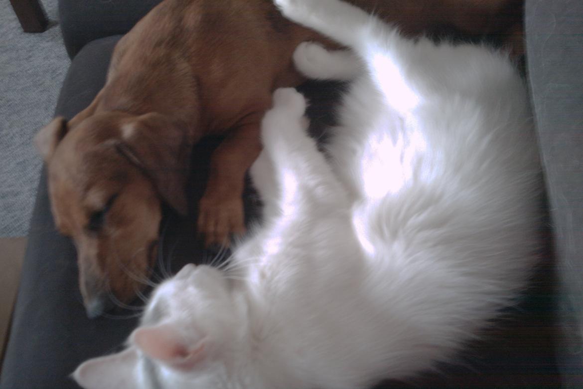 Blanding af racer Idun billede 4