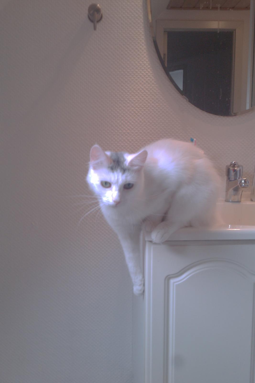 Blanding af racer Idun billede 6