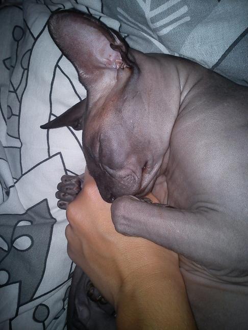 Sphynx Lukaz - Min lille puttemand <3 billede 7