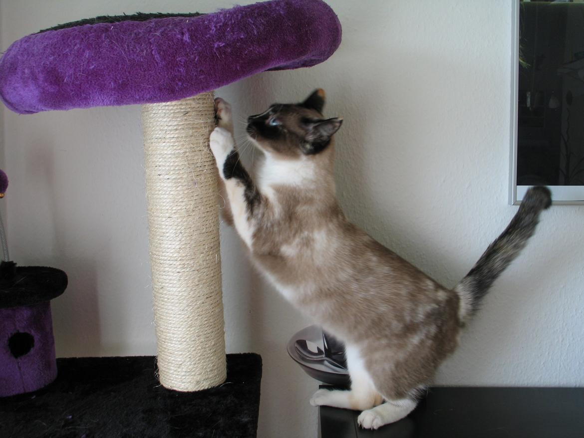 Blanding af racer Nyx billede 13