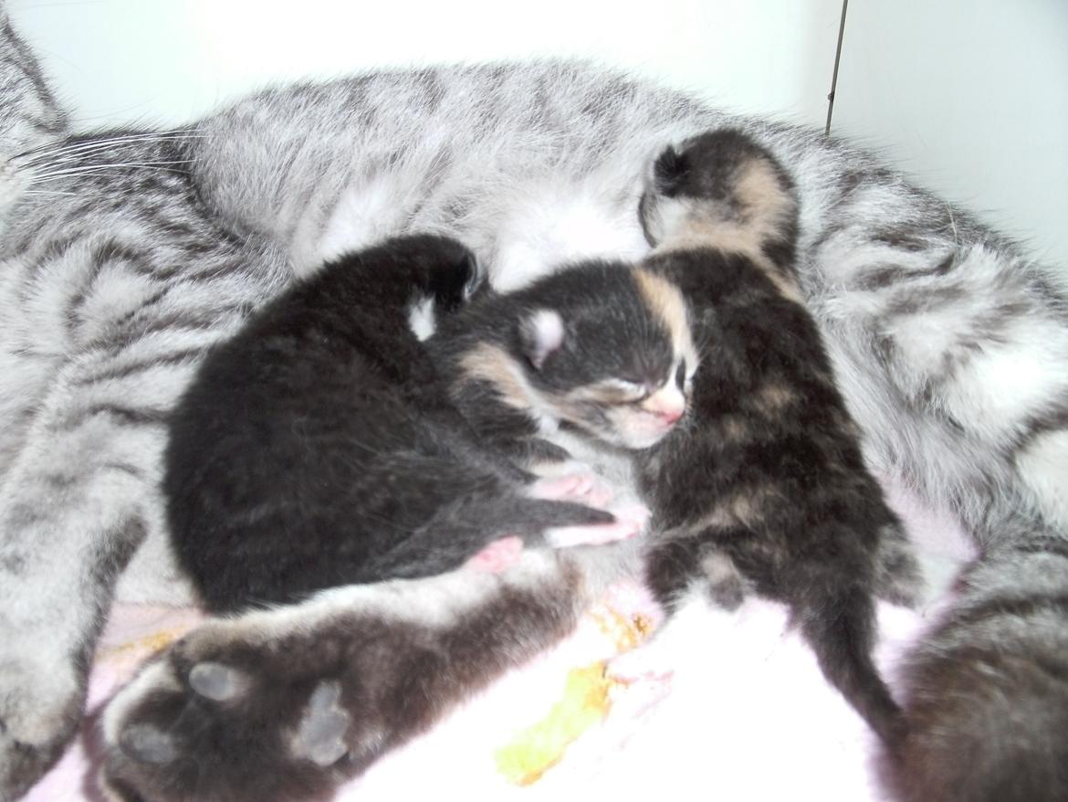 Huskat Rosie - Velkommen til min profil :)

det er mig der ligger i midten, mellem min bror og søster  :)  billede 1