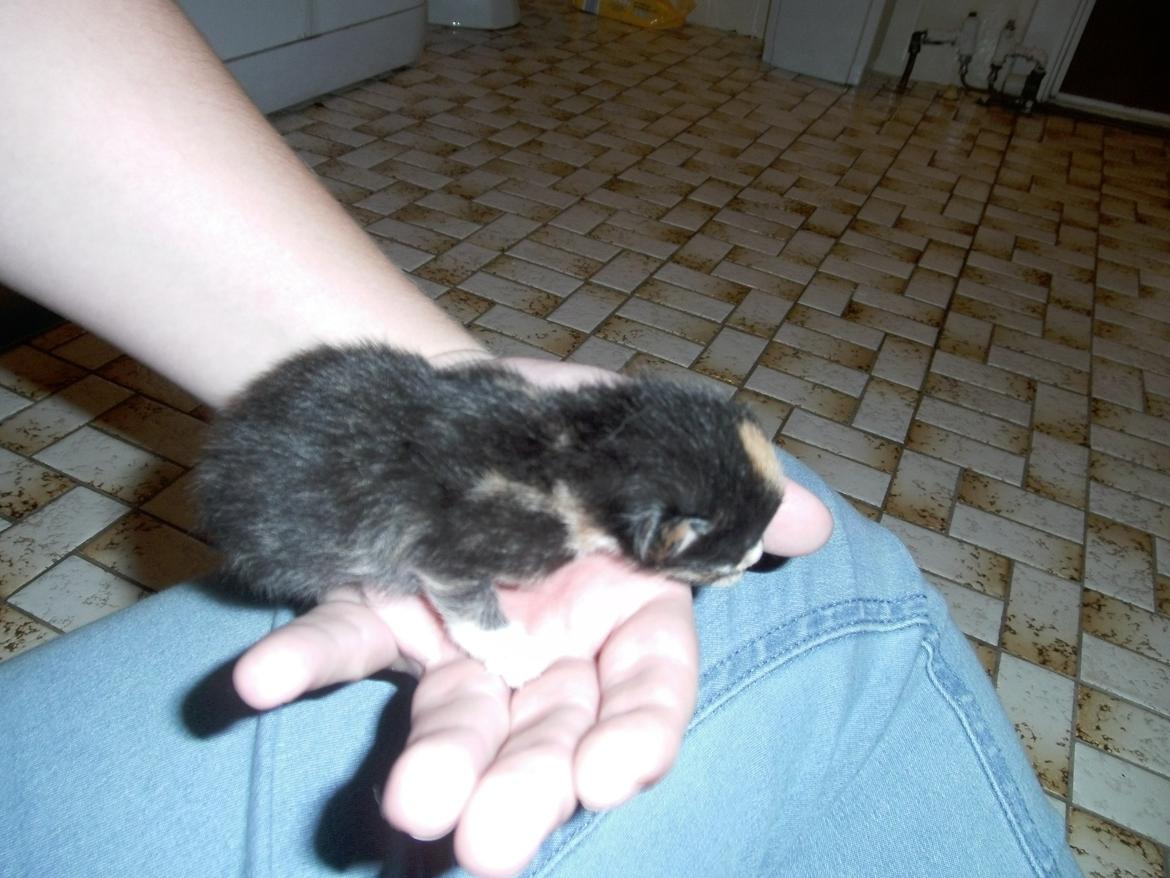 Huskat Rosie - er jeg ikke flot :D  billede 2