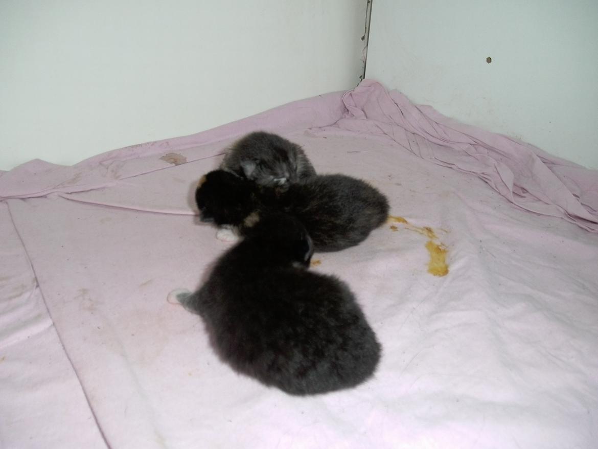 Huskat Rosie - mig og mine søsskende :D  billede 3