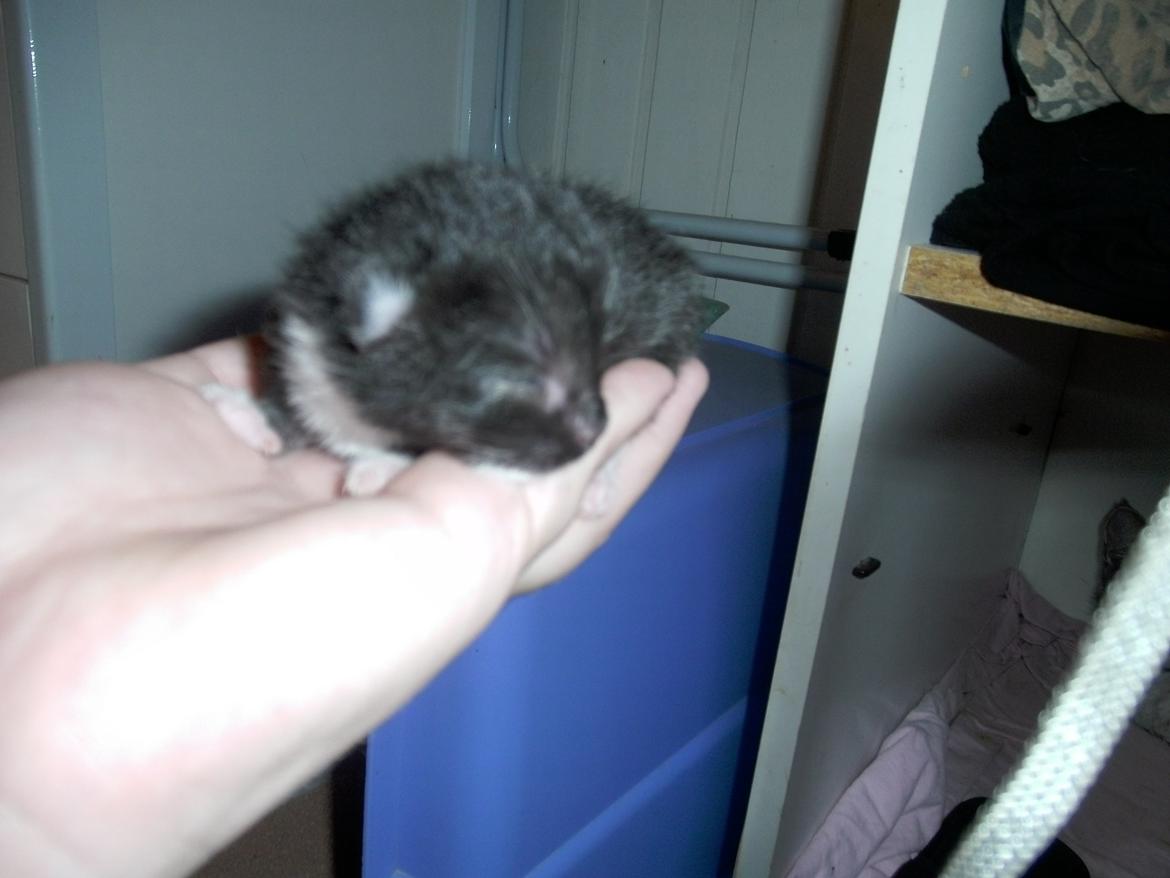 Huskat Shadow - velkommen til min profil :)  billede 1