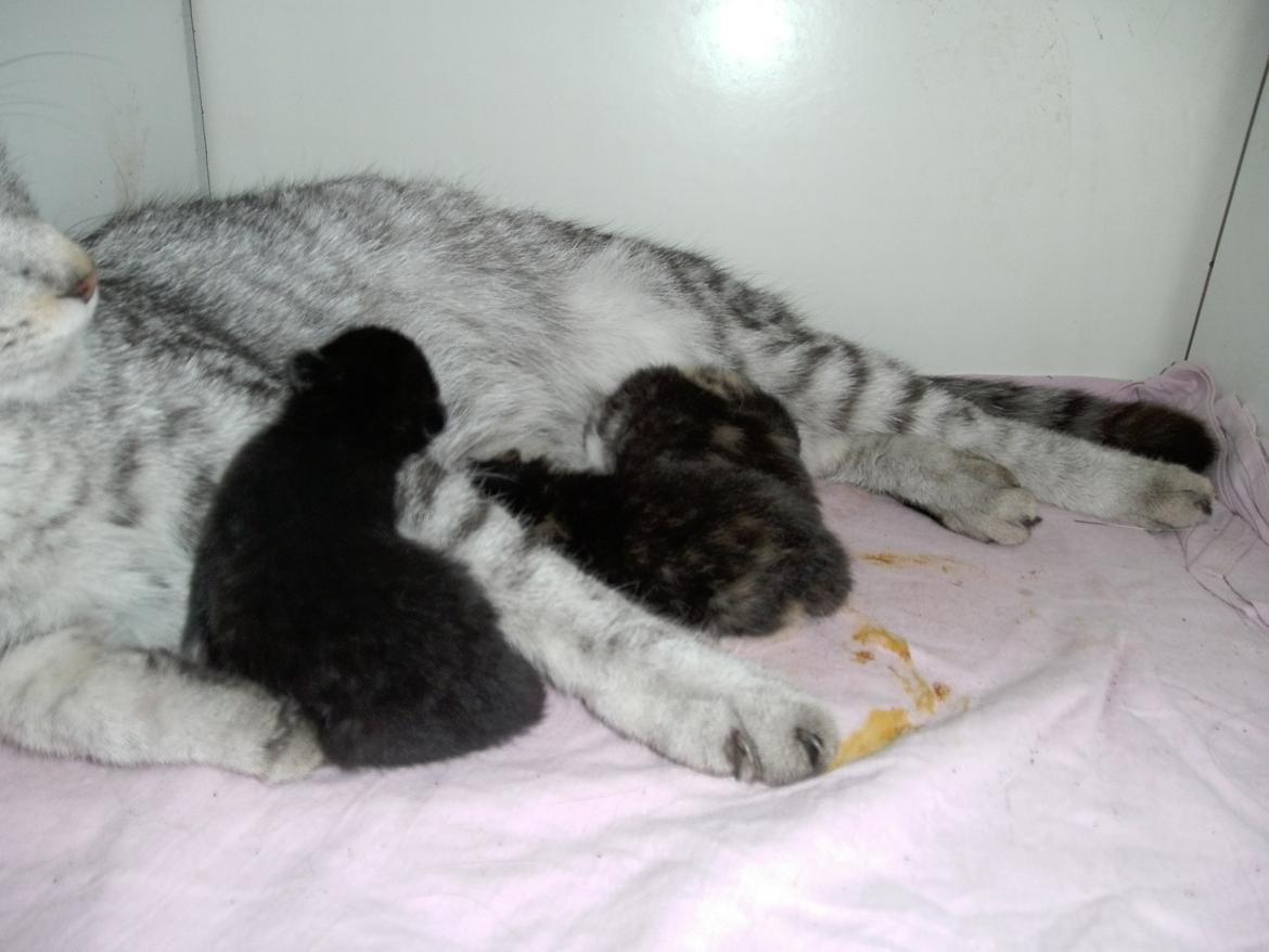 Huskat Shadow - jeg vil gerne over til de andre :D  billede 2