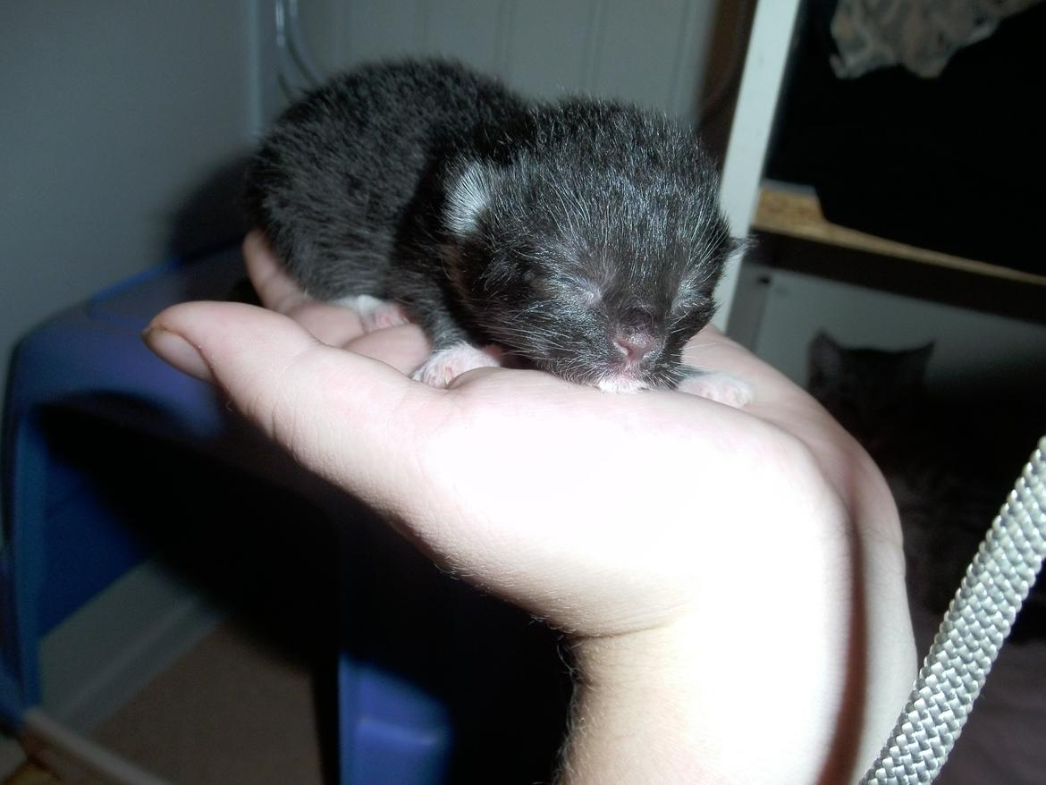 Huskat Shadow - lille mig igen :D er jeg ikke sød :D  billede 3