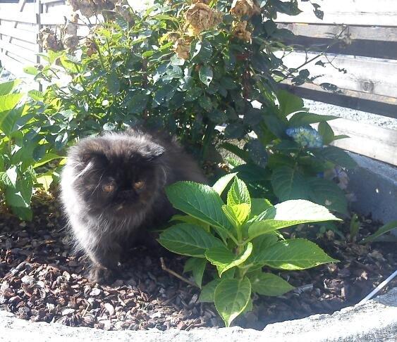 Perser Mejlvang's Gabriell billede 8