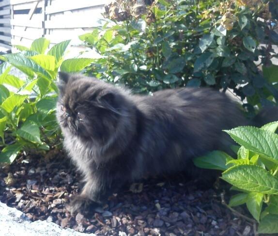 Perser Mejlvang's Gabriell billede 9