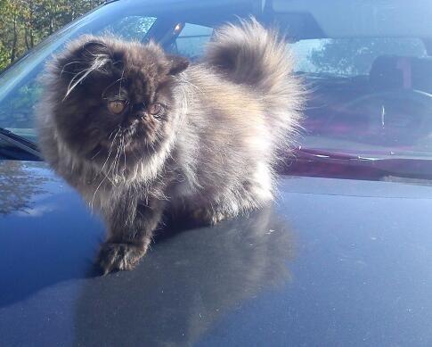 Perser Mejlvang's Gabriell billede 10