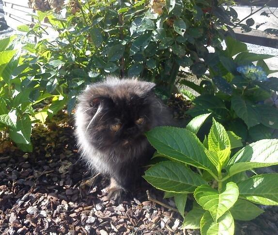 Perser Mejlvang's Gabriell billede 11