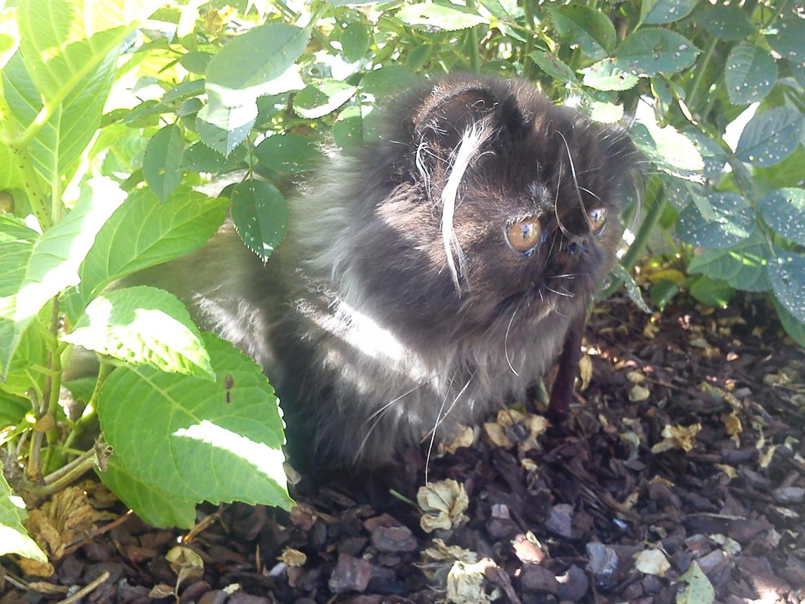 Perser Mejlvang's Gabriell billede 12