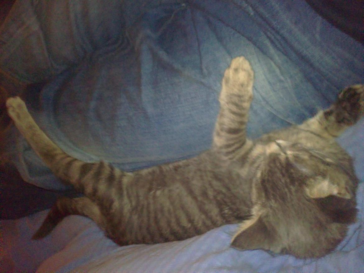 Huskat Basse billede 2