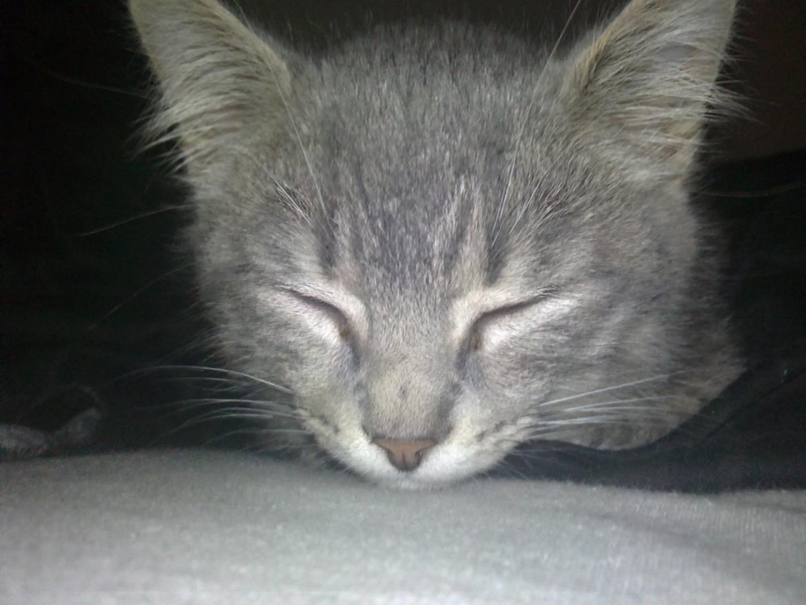 Huskat Basse billede 3