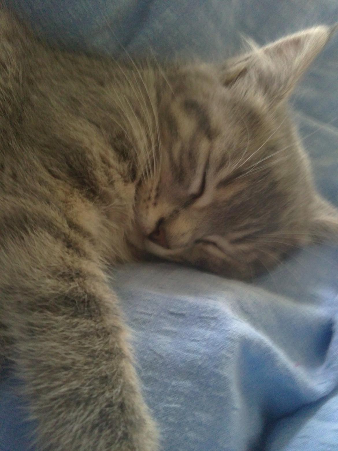 Huskat Basse billede 4