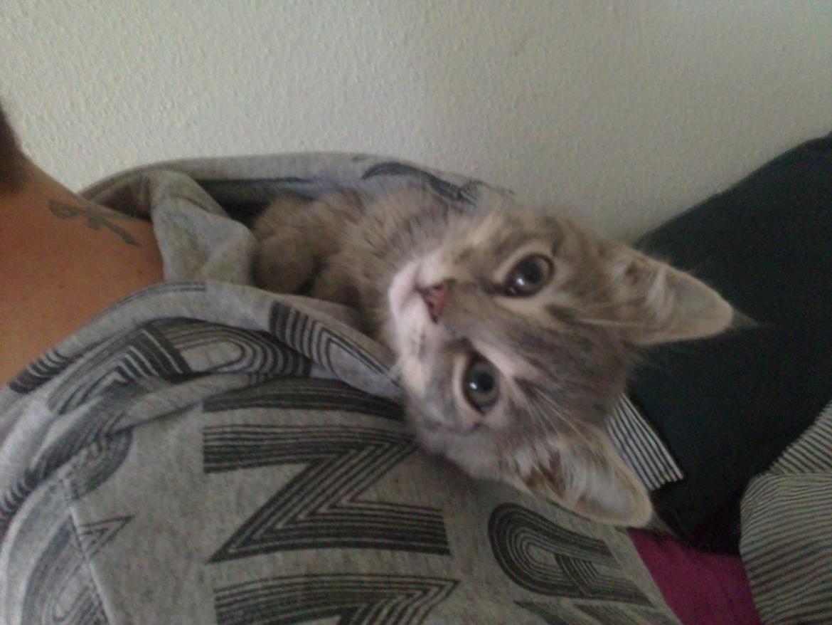 Huskat Basse billede 6