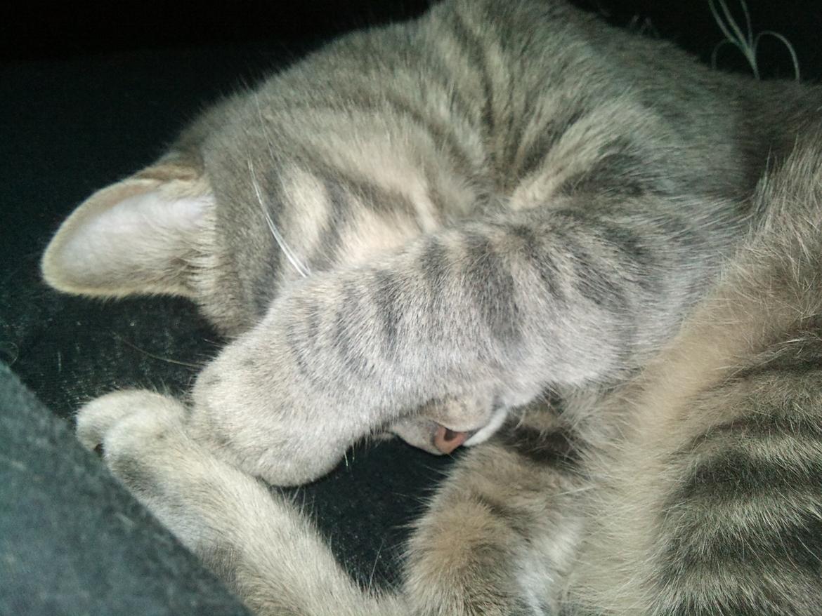 Huskat Basse billede 7