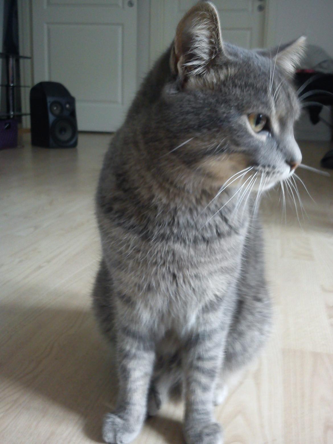 Huskat Basse billede 8