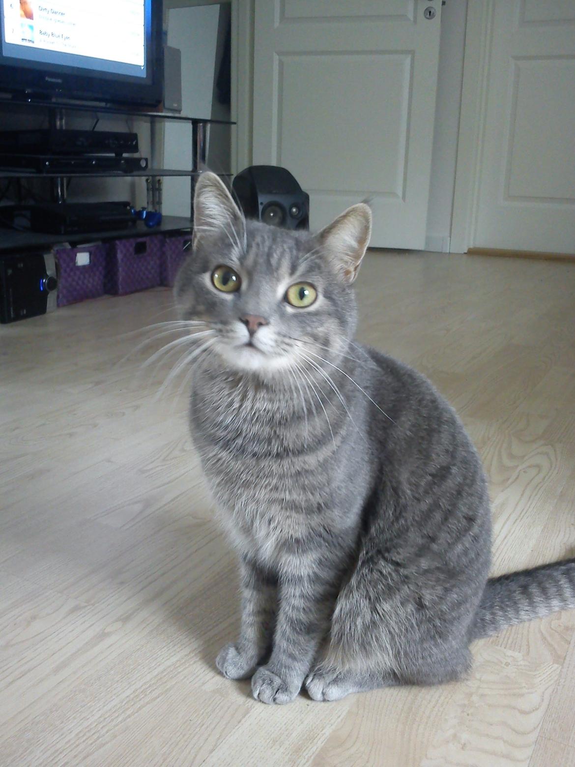 Huskat Basse billede 1