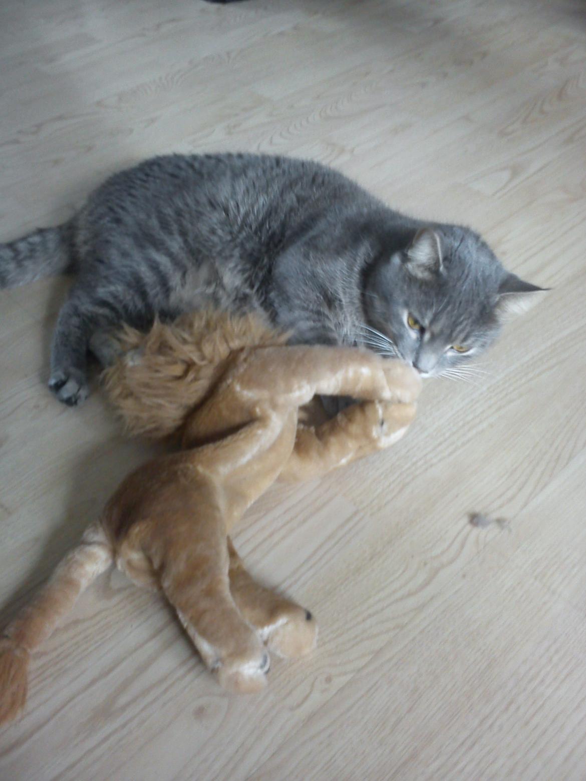 Huskat Basse billede 9