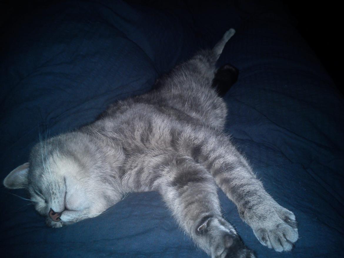 Huskat Basse billede 10